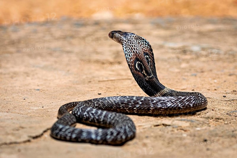 A cobra moves calmly on the sandy ground. Its skin glistens in the sun, the spectacled snake (well, well) or Indian cobra