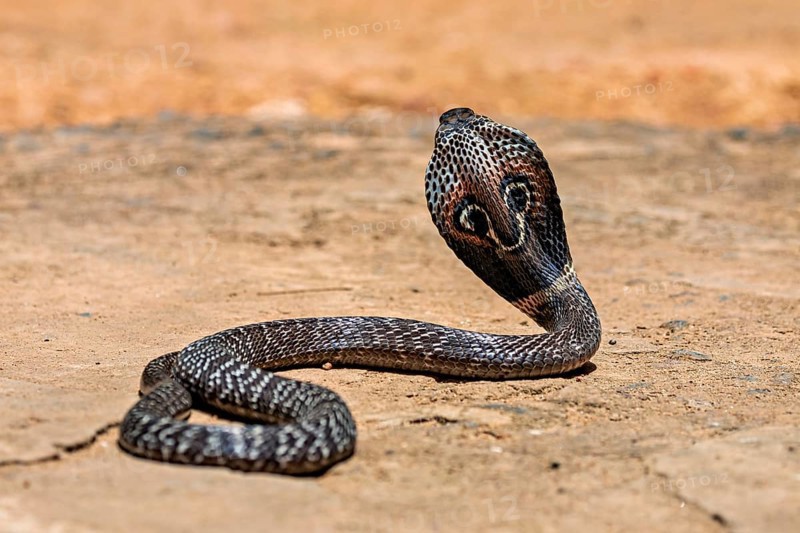 A cobra lies flat on sandy ground and appears relaxed in its surroundings, the spectacled snake (well, well) or Indian cobra