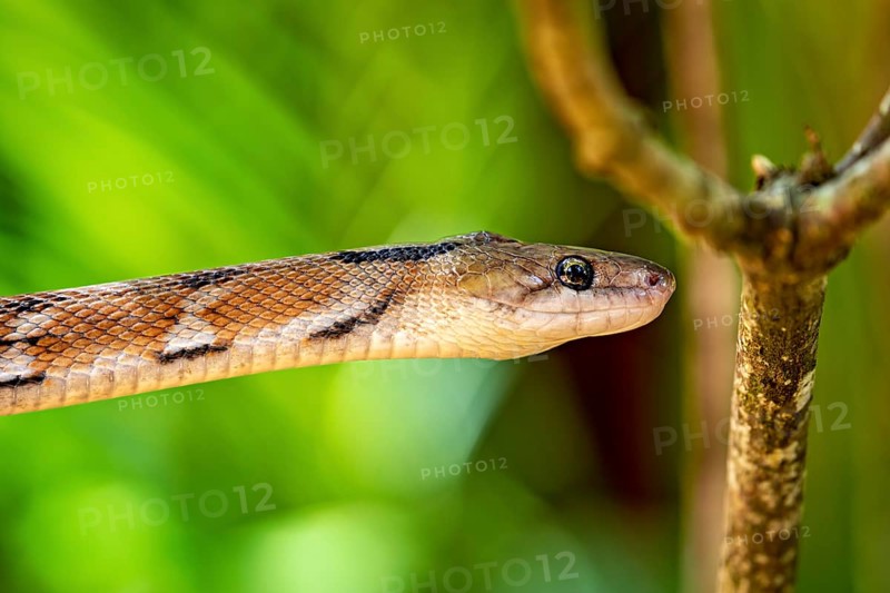 Close-up of a snake on a tree with a bright green background, A drinking snake (Coelognathus helena) in Sri Lanka