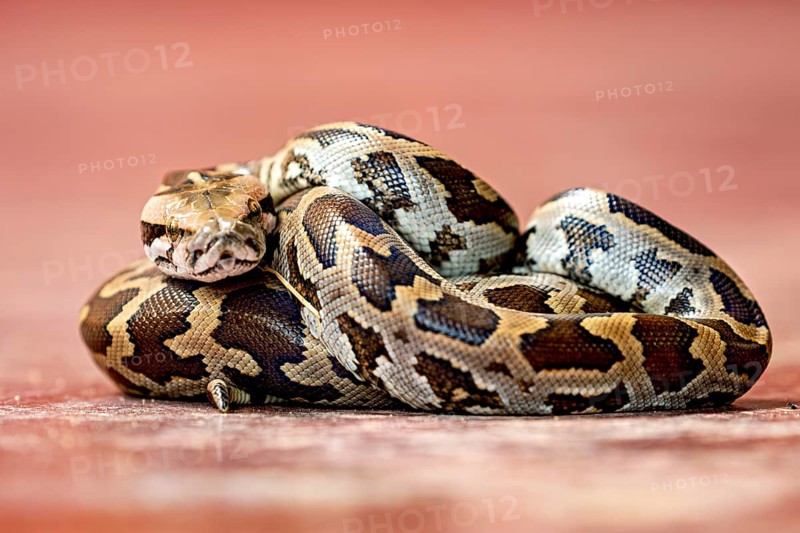 Python in a close-up, emphasised by its characteristic pattern and natural textures, An Indian rock python (Python molurus) in Sri Lanka