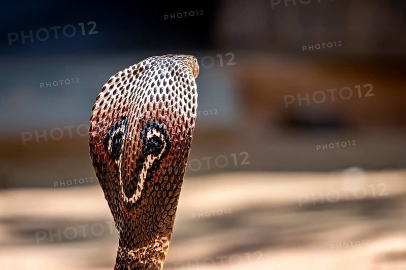 Close-up of a cobra, the head shows detailed scales and an intense presence, The Spectacled Snake (Well well well) or Indian Cobra