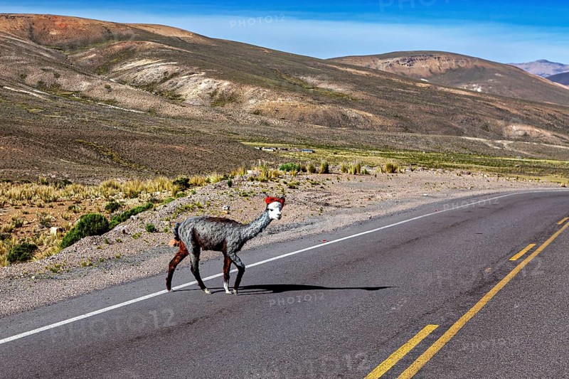 A llama crosses a lonely road in a barren mountain landscape under a clear sky, A llama crosses a road in the Colca Canyon in the Andes of Peru (Llama glama)