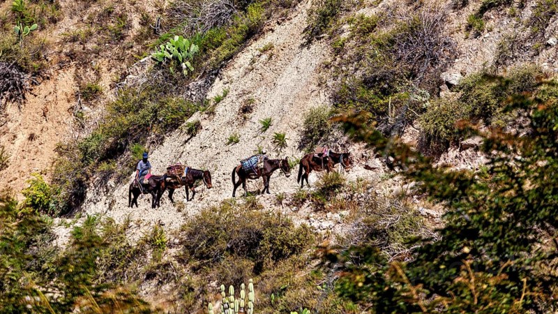 Riders on horses on a narrow path along a steep and plant-covered slope, A farmer with donkeys in the Colca Canyon landscape in the Andes of Peru
