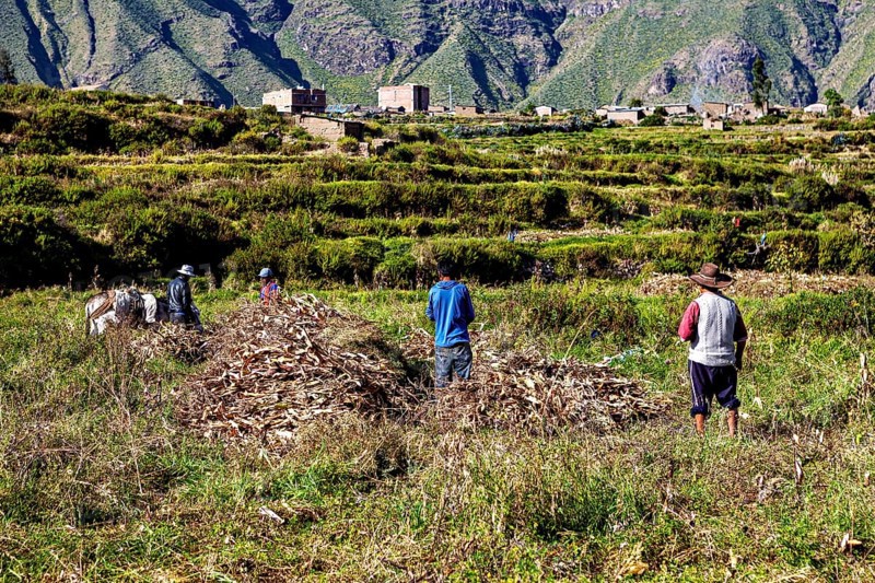 People collect crops in a field in front of a village with mountains in the background, farmers in the landscape of the Colca Canyon in the Andes of Peru