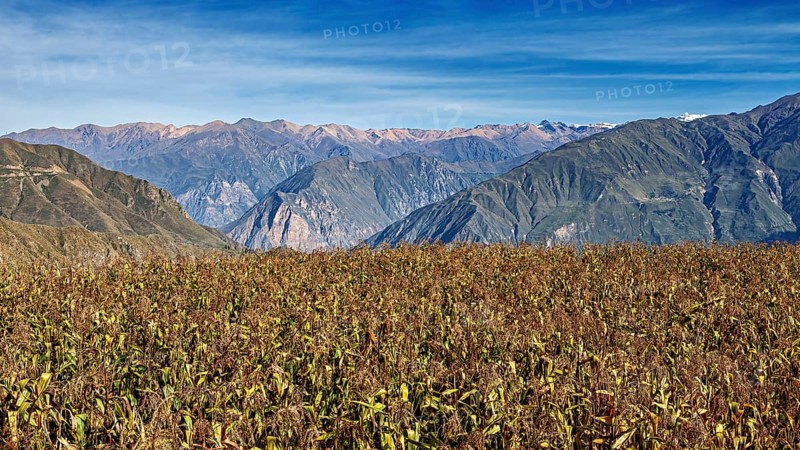 Harvest field with mountain backdrop under blue sky, The landscape of the Colca Canyon in the Andes of Peru