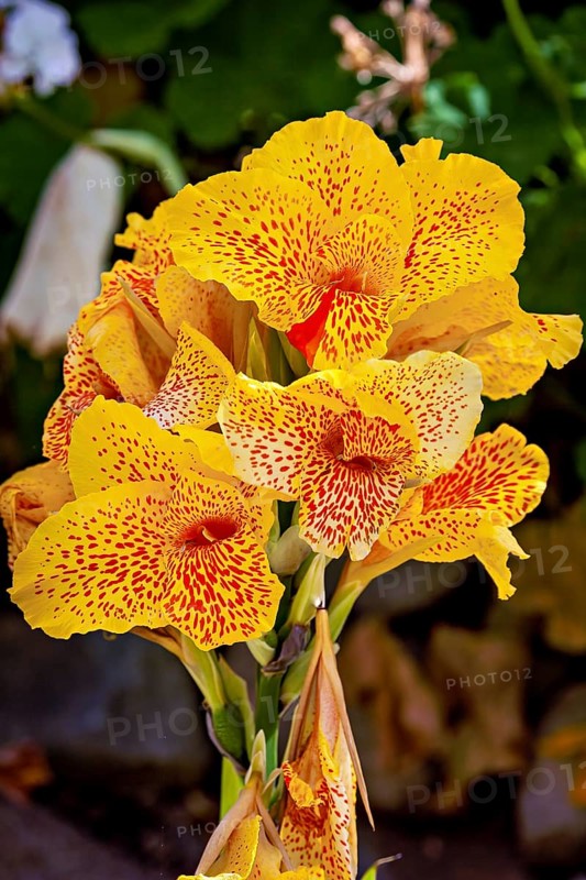 Yellow flowers with red spots in a green garden, bright and lively summer atmosphere, The Canna Yellow King Humbert flower in the Colca Canyon in Peru (Cannaceae)