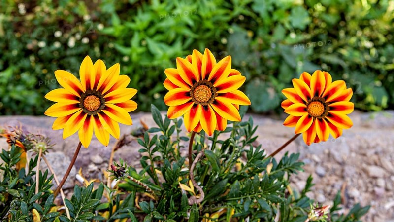 Three yellow-orange flowers bloom vividly in the garden against green foliage, gazania in the Colca Canyon in the Andes of Peru