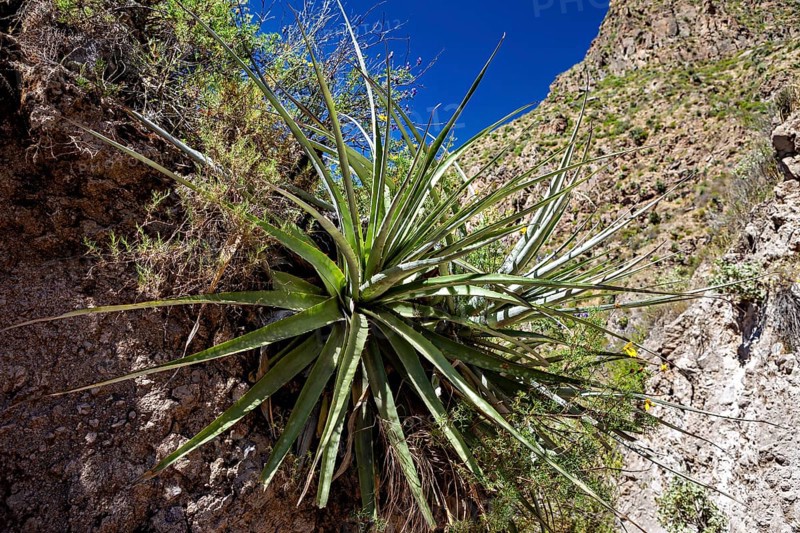 A green agave grows on a rocky surface under a bright blue sky in the desert, A Chilean Puya (Puya chilensis) in the Colca Canyon in the Andes of Peru