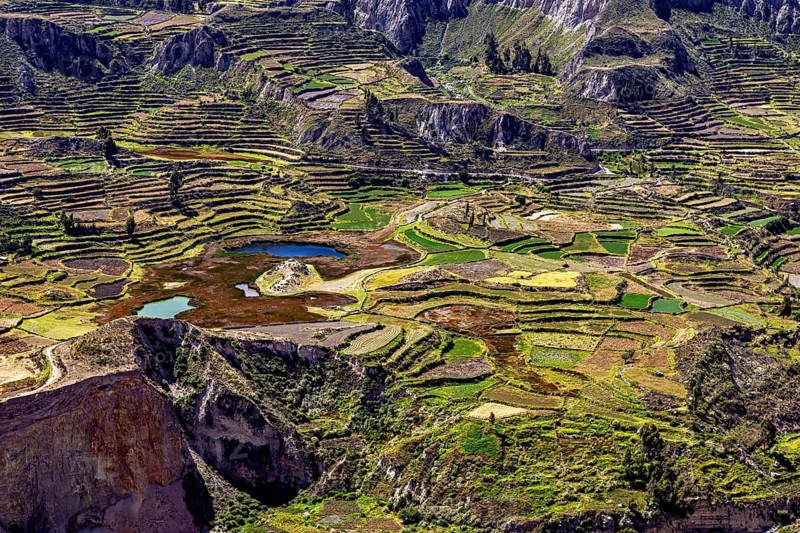Extensive terraced fields with colorful plants, mountains in the background and lakes in the middle, the landscape of the Colca Canyon in the Andes of Peru