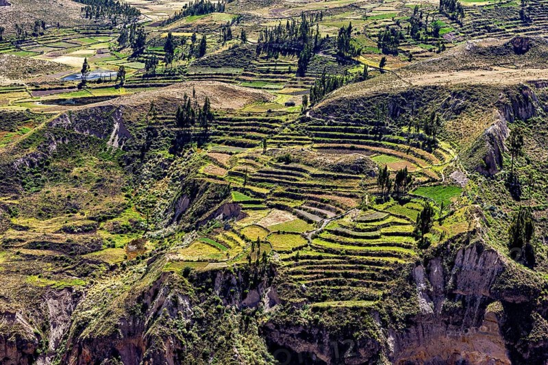 Green terraced fields on a hillside with scattered trees under clear skies, the landscape of the Colca Canyon in the Andes of Peru