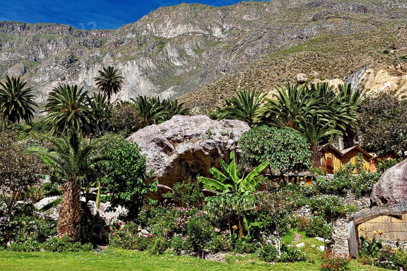 Lush garden with palm trees and rocks against a mountain backdrop, The landscape of the Colca Canyon in the Andes of Peru
