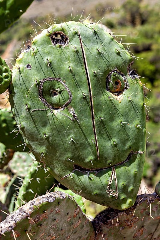 Cactus in nature, whose surface is painted with a face, prickly pear cactus (Opuntia ficus-indica) with face in the Colca Canyon in the Andes of Peru