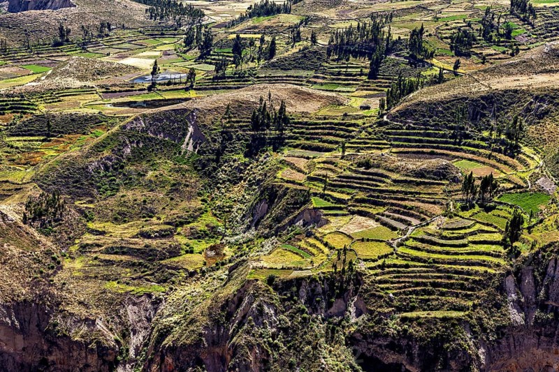 Close-up of terraced fields in a green landscape under blue sky, The landscape of the Colca Canyon in the Andes of Peru