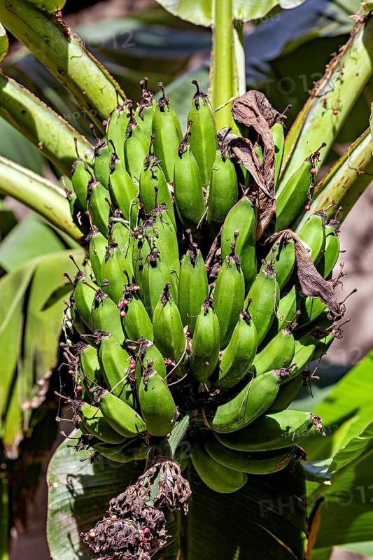Unripe green bananas hang in a tropical garden surrounded by large leaves, lady-finger bananas in Colca Canyon in Peru
