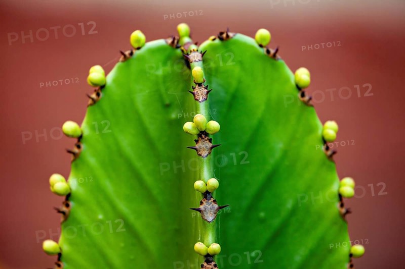 Close-up of a green cactus with thorns and small buds in vivid colours, spurge plant Euphorbia ingens (Euphorbiaceae) in the Colca Canyon in Peru