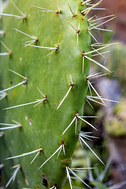 Close-up of a green cactus with long spines, prickly pear cactus (Opuntia ficus-indica) in the Colca Canyon in the Andes of Peru