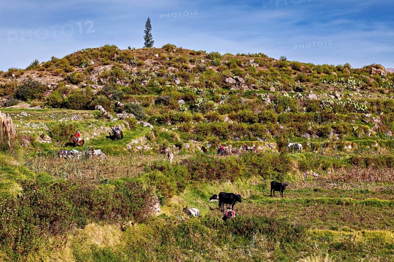 Green terraced hills with grazing cows and a person at work, farmers in the Colca Canyon landscape in the Andes of Peru