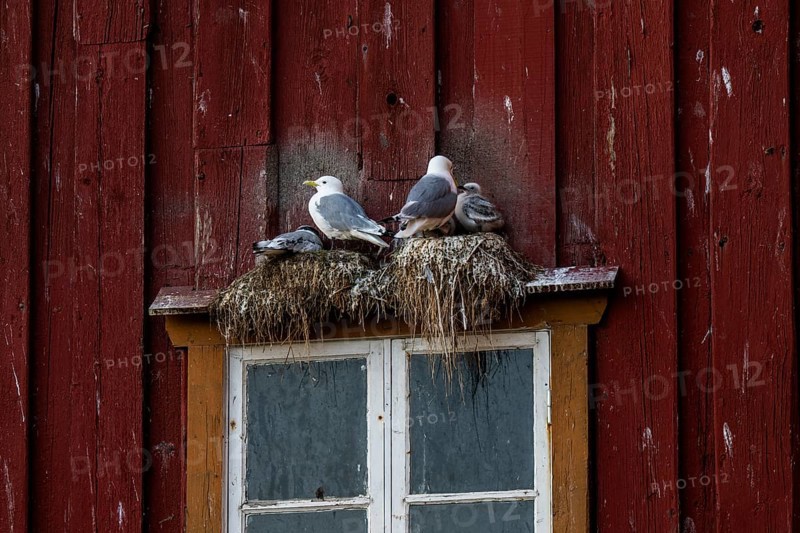 Black-legged kittiwakes (Rissa tridyctyla) nesting on a red wooden façade of the Pomor Museum, Vardø, Finnmark, Norway
