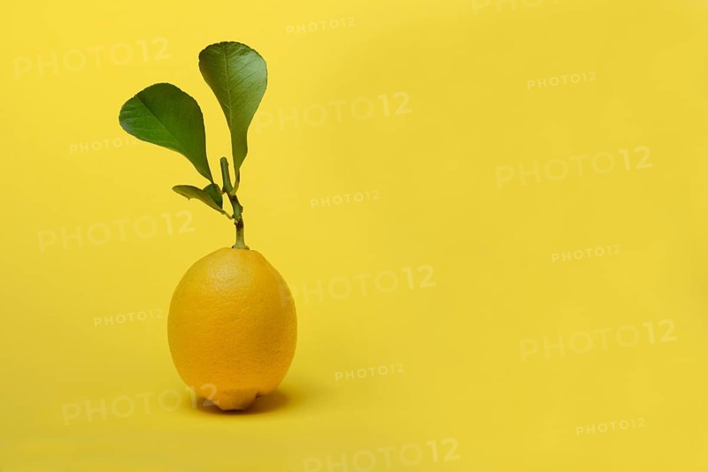 Lemon with leaf, Citrus x limon, yellow background