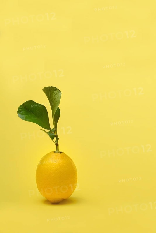 Lemon with leaf, Citrus x limon, yellow background