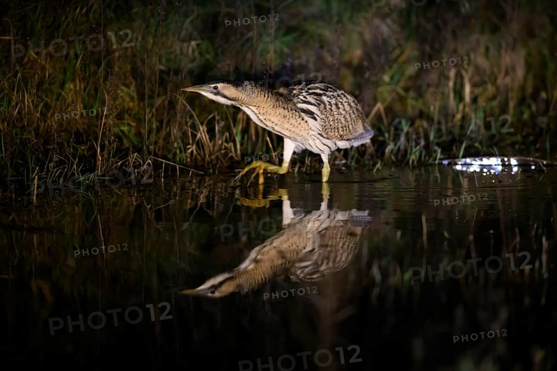 A bittern (Botaurus stellaris) is reflected in the water, surrounded by reeds at night, Dümmer nature park Park, Lower Saxony, Germany