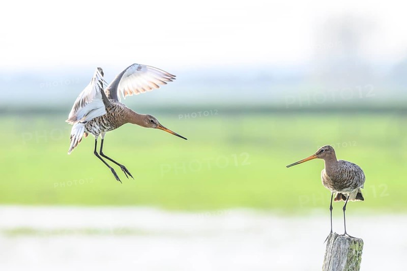 A hovering and a standing black-tailed godwit (Limosa limosa) on a post in a green meadow landscape, Dümmer nature park Park, Lower Saxony, Germany