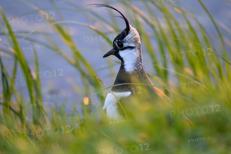 Portrait close-up of a lapwing (Vanellus vanellus) with black and white plumage by the water, Dümmer nature park Park, Lower Saxony, Germany