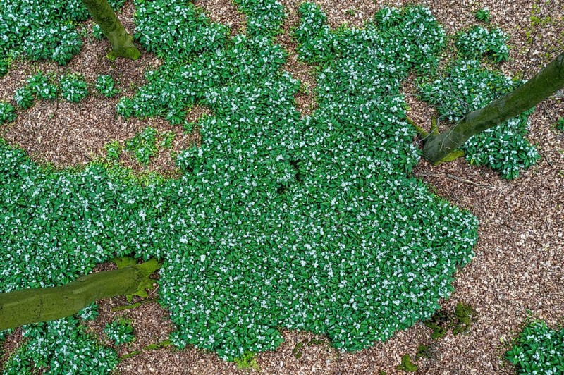 Wild garlic blossom (Allium ursinum) on the forest floor in a beech forest (Fagus sylvatica) in the Teutoburg Forest under soft incidence of light. Photo taken from an elevated location Drone shot, Ahornweg, Terra Vita nature park Park, Teutoburg Forest, Lower Saxony, Germany