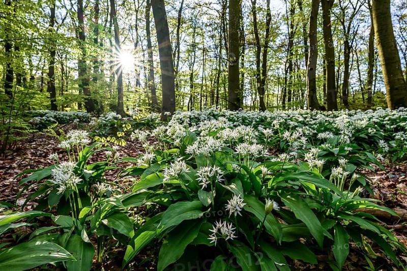 A sparkling sun shines over the wild garlic blossom (Allium ursinum) on the forest floor in a beech forest (Fagus sylvatica) in the Teutoburg Forest under a gentle incidence of light. Ahornweg, Terra Vita nature park Park, Teutoburg Forest, Lower Saxony, Germany
