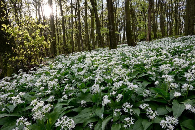Wild garlic blossom (Allium ursinum) on the forest floor in a beech forest (Fagus sylvatica) in the Teutoburg Forest under soft light. Ahornweg, Terra Vita nature park Park, Teutoburg Forest, Lower Saxony, Germany