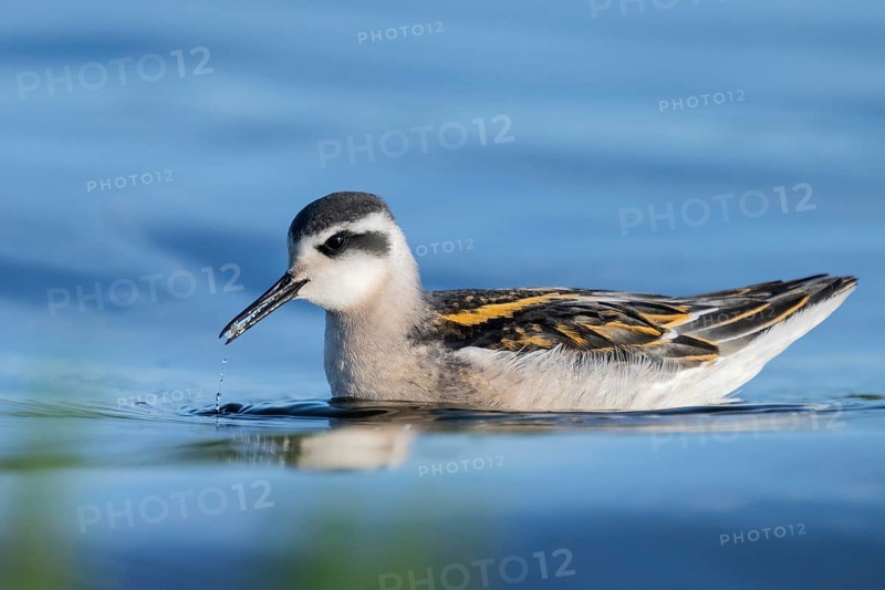 A freshly moulted Odin's chicken (Phalaropus lobatus) swims in the water and chases hatching mosquitoes, in a quiet natural environment, Vadsø, Finnmark, Norway