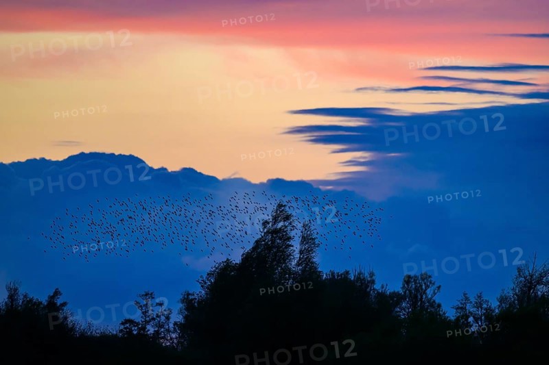 A flock of starlings (Sturnus vulgaris) flies over the silhouetted trees at sunset against a blue-pink sky, Dümmer nature park Park, Lower Saxony, Germany