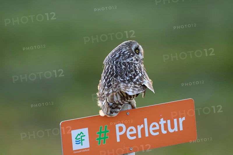 Short-eared Owl (Asio flammeus) on a tourist sign in front of a blurred green background, Kiberg, Finnmark, Norway