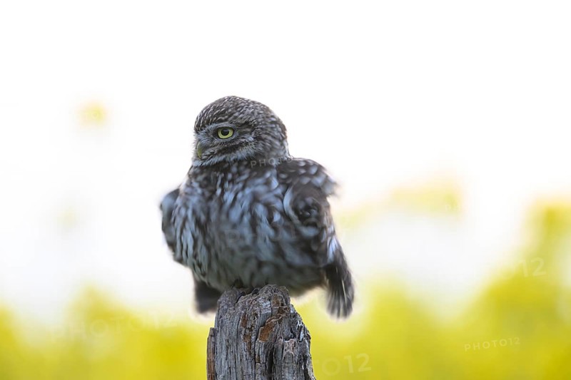 Little owl (Athene noctua) with fluffed up plumage in the evening on an old willow pole with a yellow rape field in the background, Wiehengebirge, Osnabrücker Land, Lower Saxony, Germany