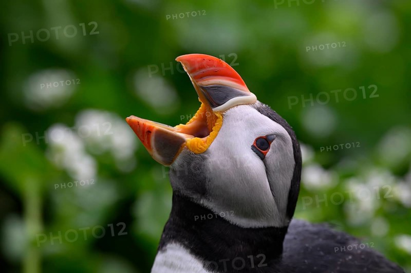 A puffin (Fratercula arctica) opens its beak to catch raindrops in a close-up that highlights the colours and details of its plumage, Hornoya, Vardø, Finnmark, Norway