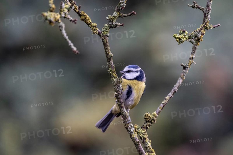 Blue tit (Parus caerulea), Emsland, Lower Saxony, Germany