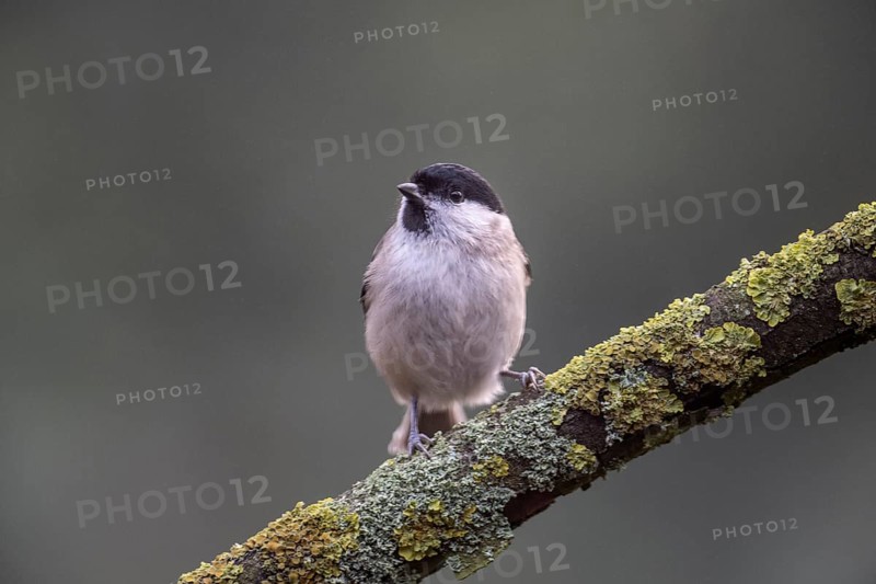 Marsh tit (Poecile palustris), Emsland, Lower Saxony, Germany