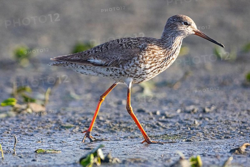 Spotted Redshank (Tringa erythropus) Hungary