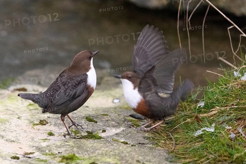Two dippers (Cinclus cinclus) balancing on a rock in the river, one bird has spread its wings, East Westphalia, North Rhine-Westphalia, Germany