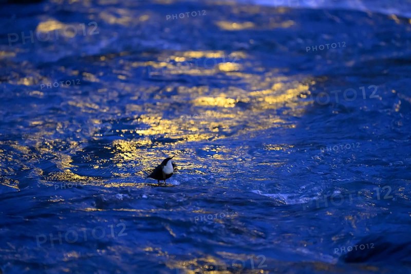 A dipper (Cinclus cinclus) stands on a rock in the water at dusk, surrounded by the orange light of some street lamps, East Westphalia, North Rhine-Westphalia, Germany