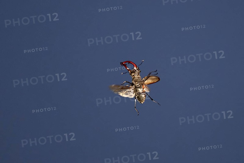 Close-up of a flying stag beetle (Lucanus cervus) with recognisable wings in front of a blue sky, Dammer Berge, Damme, Lower Saxony, Germany