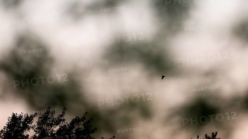 Silhouette of woodcock (Scolopax rusticola) in flight against a cloudy sky at dusk Courtship flight of woodcock, Dammer Berge, Damme, Lower Saxony, Germany