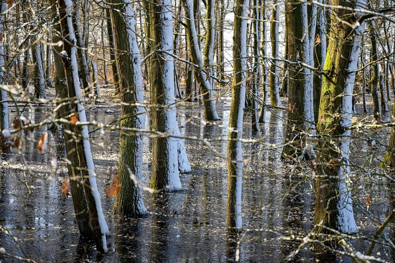 Snow-covered forest alder forest (Alnus glutinosa) with frozen water and trees, sunlight reflected on the surface, Dümmer nature park Park, Lower Saxony, Germany
