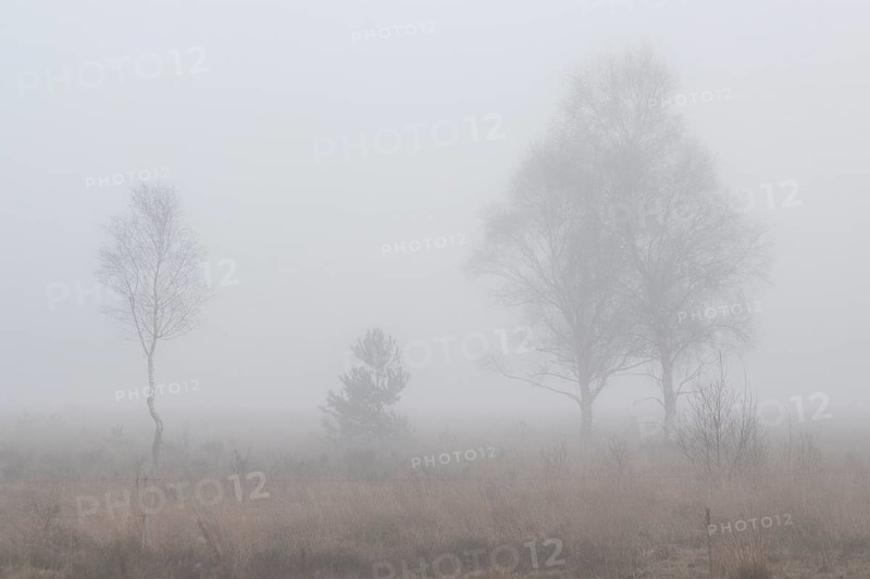 Birches (Betula pendula) in the fog in the moor, Emsland, Lower Saxony, Germany