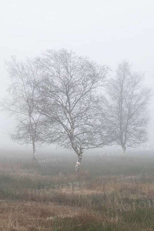 Birches (Betula pendula) in the fog in the moor, Emsland, Lower Saxony, Germany