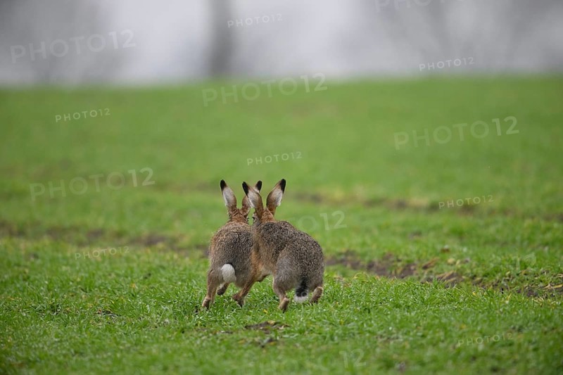 Two brown hares (Lepus europaeus) run across a green meadow. A male hare drives a female hare. The atmosphere radiates liveliness and freedom, hare wedding, Dümmer nature park Park, Lower Saxony, Germany