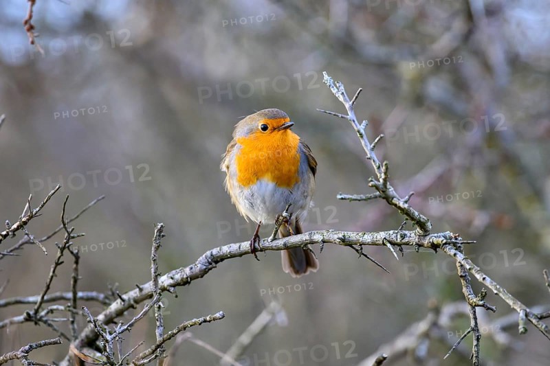 A robin (Erithacus rubecula) sitting on a bare thorn branch in a winter bush, Zuid Duinen, Zandvoort, Noord-Holland, Netherlands