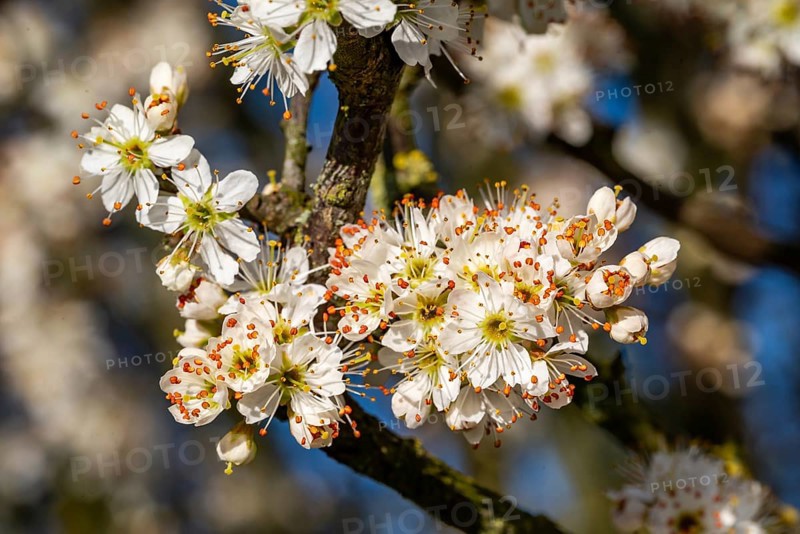 Close-up of the branches of flowering blackthorn or blackthorn (Prunus spinosa) in sunlight, spring, Germany