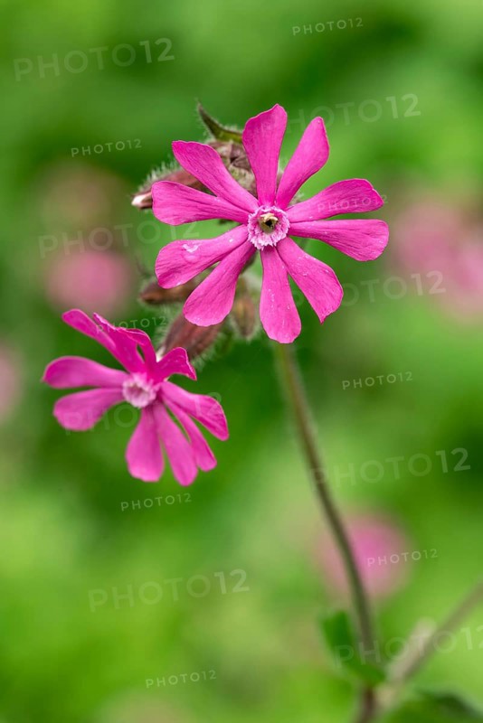 Close-up of a red campion (Silene dioica) with pink flower in front of blurred green foliage in a forest in spring, Germany