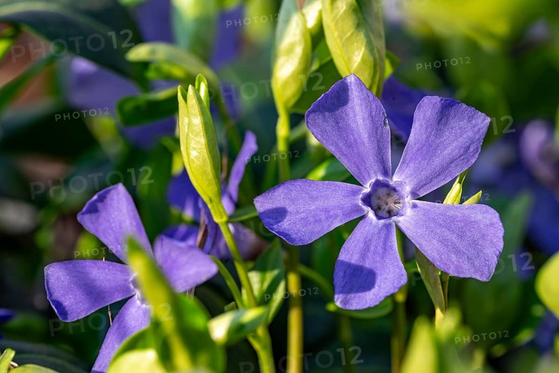 Close-up of Lesser periwinkle (Vinca minor) with blue-violet flowers in spring, Germany